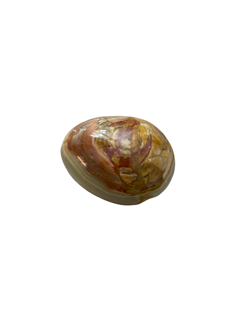Petrified Wood Egg